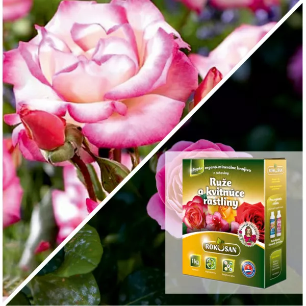 Paket Vertikalni vrt: penjačica ruža Haendel® & bio gnojivo