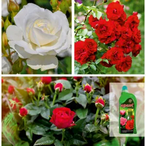 Paket Harmonija: floribunda ruže & gel gnojivo