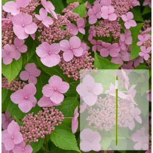 Paket hortenzija macrophylla Mariesii Perfecta i AquaStick SUStee, veličina L, zeleni