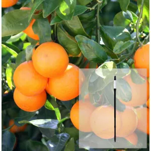Paket mandarina i AquaStick SUStee, veličina L, crni
