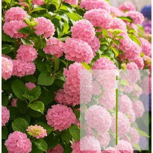 Paket hortenzija macrophylla Bouquet Rose i AquaStick SUStee, veličina L, zeleni