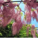 Glicinija (Wisteria sinensis) Honbeni