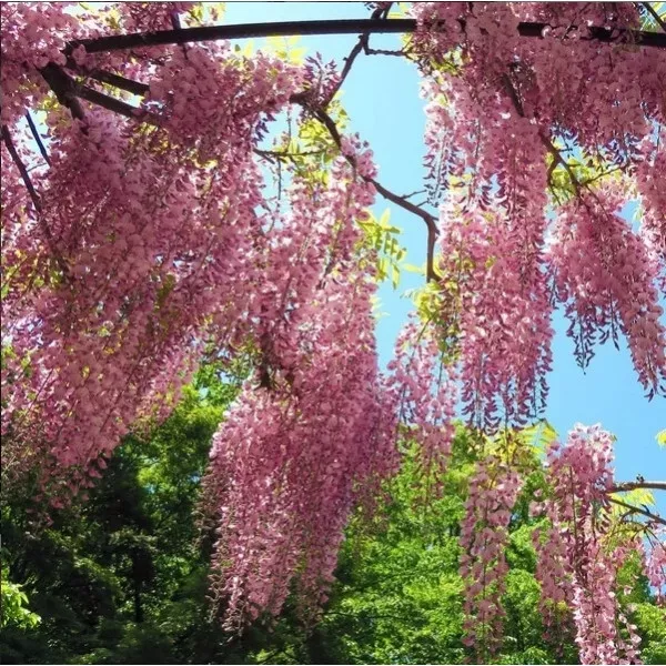 Glicinija (Wisteria sinensis) Honbeni