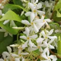 Obični jasmin