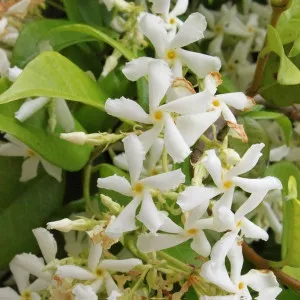 Obični jasmin