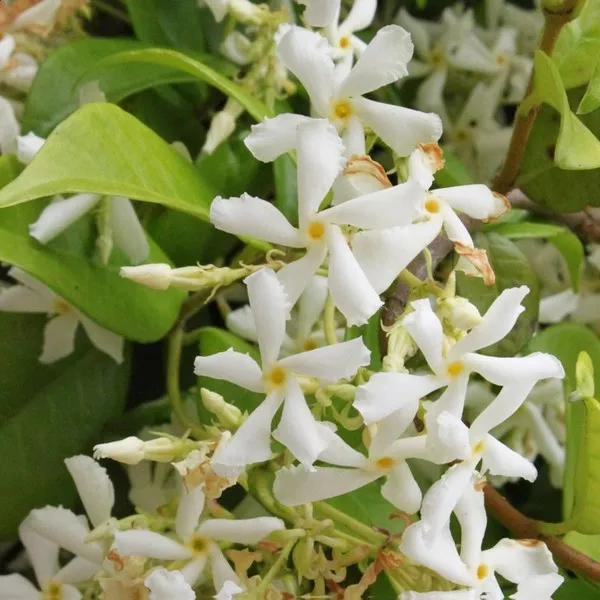 Obični jasmin