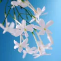Obični jasmin
