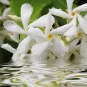 Obični jasmin