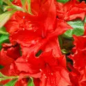 Rhododendron Doloroso