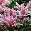 Magnolija Betty