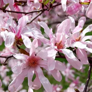 Magnolija Leonard Messel