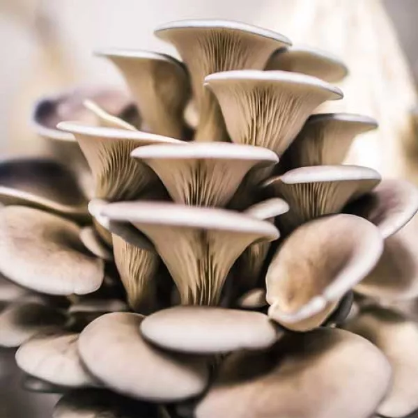 Bukovača (Pleurotus ostreatus)