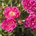 Mini ruža Graciously Pink ® u tegli 3 L