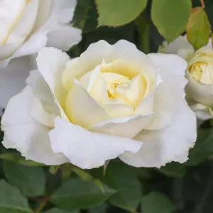 Ruža floribunda Kronprinsesse Mary ® u tegli 3 L