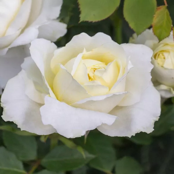 Ruža floribunda Kronprinsesse Mary ® u tegli 3 L
