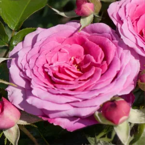 Ruža floribunda Berleburg ® u tegli 3 L