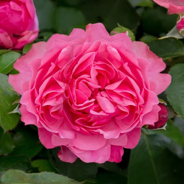 Ruža floribunda Leonardo da Vinci ® u tegli 3 L