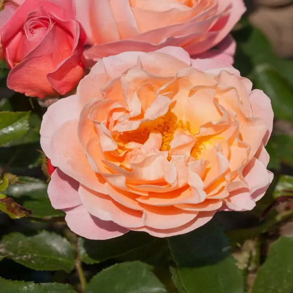 Ruža floribunda Marie Curie ® u tegli 3 L