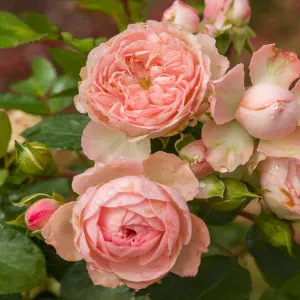 Ruža floribunda Pink Meilove ® u tegli 3 L