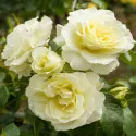 Ruža floribunda White Meilove ® u tegli 3 L
