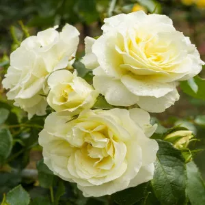 Ruža floribunda White Meilove ® u tegli 3 L