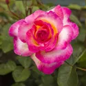 Čajevka ruža Gorgeous Paramount ® u tegli 3 L