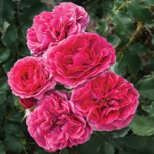 Ruža floribunda Dolce ® u tegli 3 L