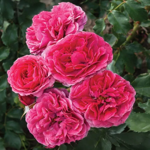 Ruža floribunda Dolce ® u tegli 3 L