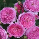 Ruža floribunda Renée van Wegberg ® u tegli 3 L
