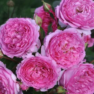 Ruža floribunda Renée van Wegberg ® u tegli 3 L
