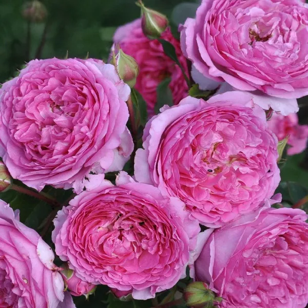 Ruža floribunda Renée van Wegberg ® u tegli 3 L