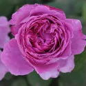Ruža floribunda Adore Aroma ® u tegli 3 L