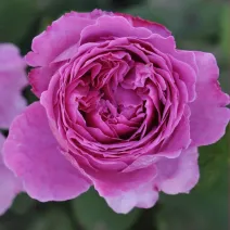 Ruža floribunda Adore Aroma ® u tegli 3 L