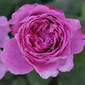 Ruža floribunda Adore Aroma ® u tegli 3 L