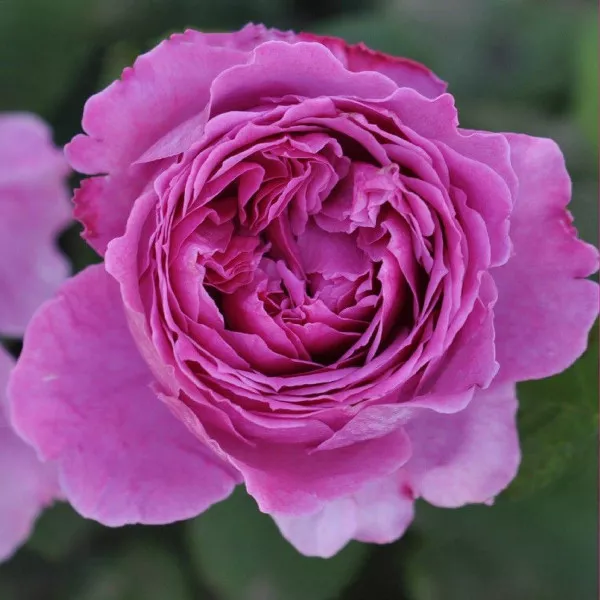 Ruža floribunda Adore Aroma ® u tegli 3 L