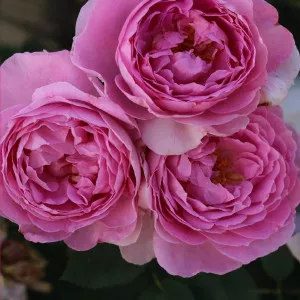 Ruža floribunda Magic Aroma ® u tegli 3 L