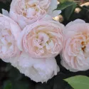 Ruža floribunda Natural Aroma ® u tegli 3 L