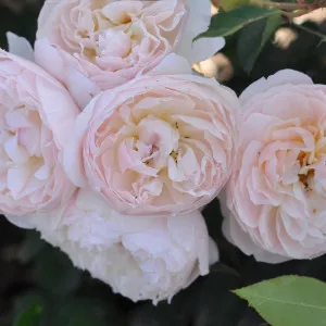 Ruža floribunda Natural Aroma ® u tegli 3 L