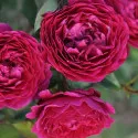 Ruža floribunda Pure Aroma ® u tegli 3 L