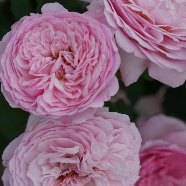 Ruža floribunda Unique Aroma ® u tegli 3 L