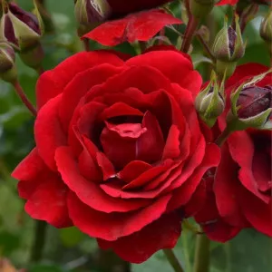 Ruže floribunda Europeana – u saksiji 3L