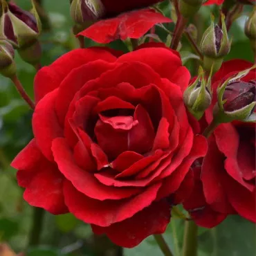 Ruže floribunda Europeana – u saksiji 3L
