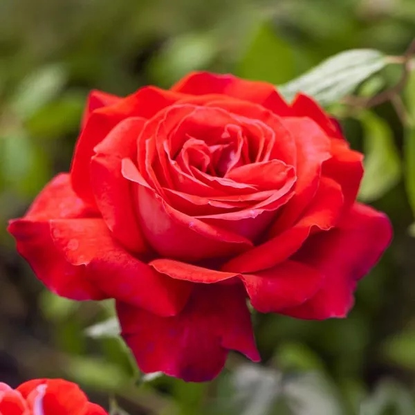 Ruže čajevke Dame de Coeur – u saksiji 3L