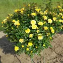 Mini ruže Flower Power Gold ® – u saksiji 3L