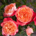 Ruža floribunda Hippie Fashion ® u tegli 3 L
