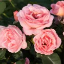 Ruža floribunda Perfume Fashion ® u tegli 3 L