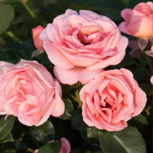 Ruža floribunda Perfume Fashion ® u tegli 3 L