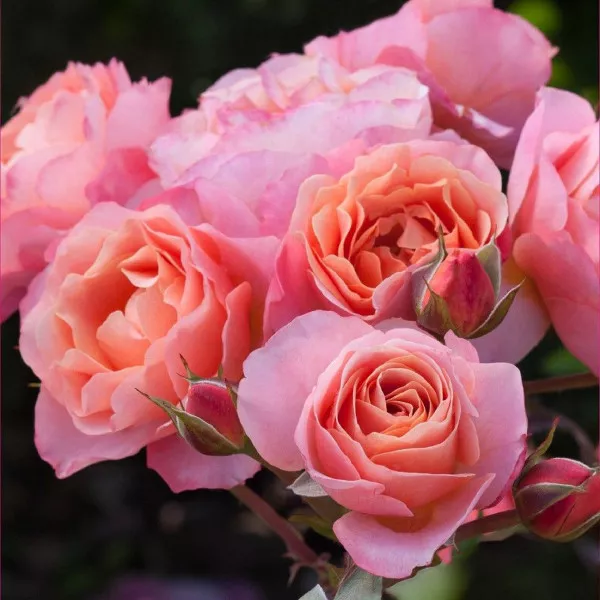 Ruža floribunda Trendy Fashion ® u tegli 3 L