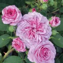 Ruža floribunda Marija Frayla ® u tegli 3 L