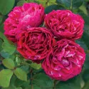 Ruža floribunda Konstantina Freska ® u tegli 3 L